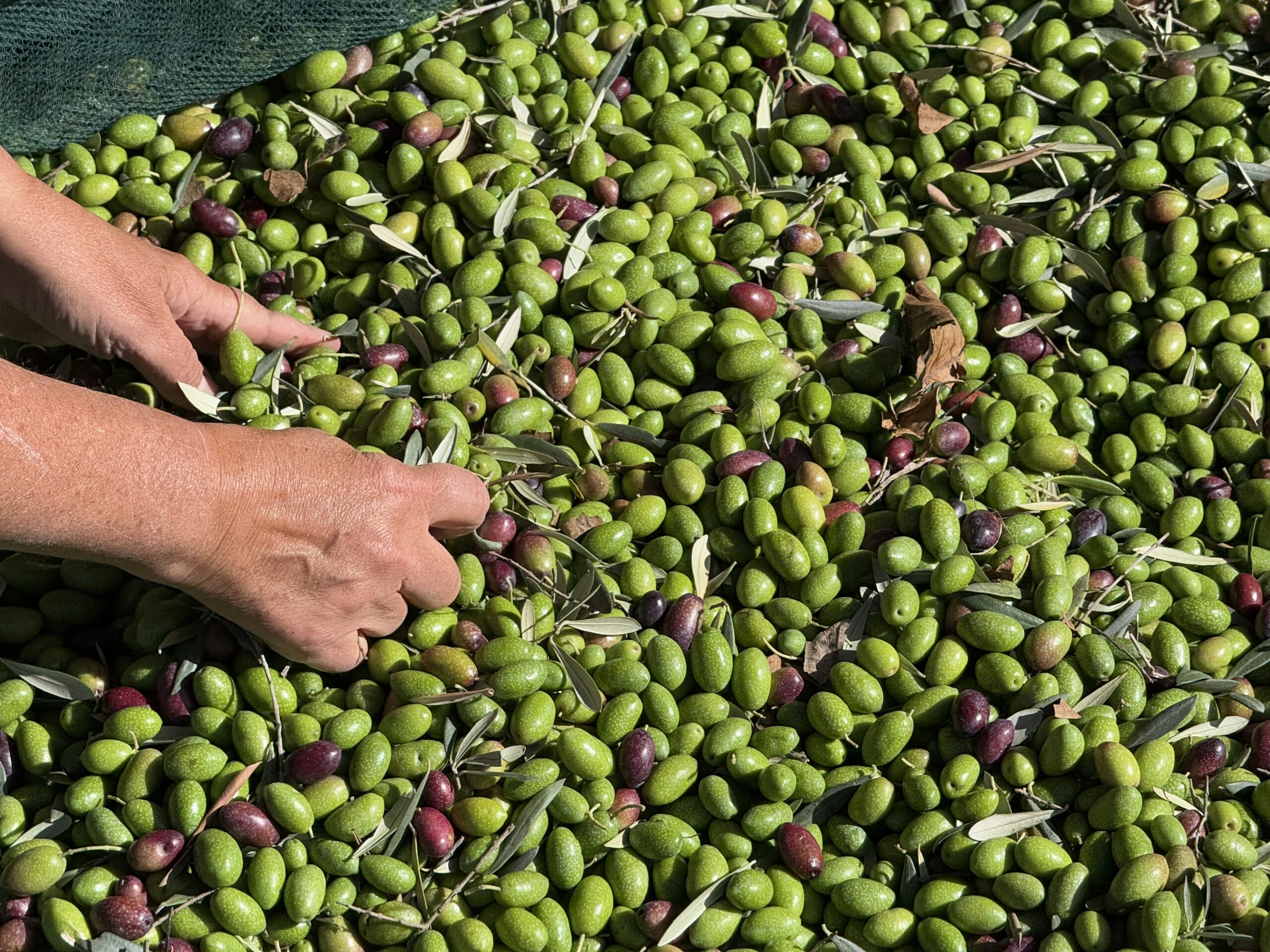 Wir machen beim OlivenOnkel unser eigenes Olivenöl